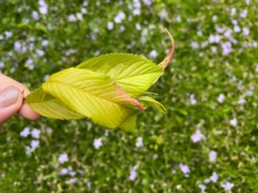 桜の葉っぱが突如ピンク色に縮こまる！アブラムシのせい？【虫こぶ(虫えい)編】